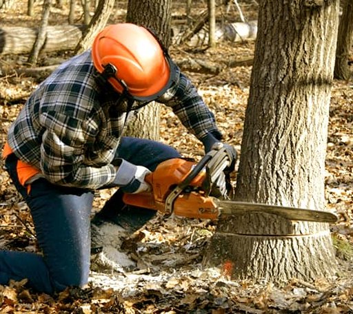 Tree Removal in Bearden, AR